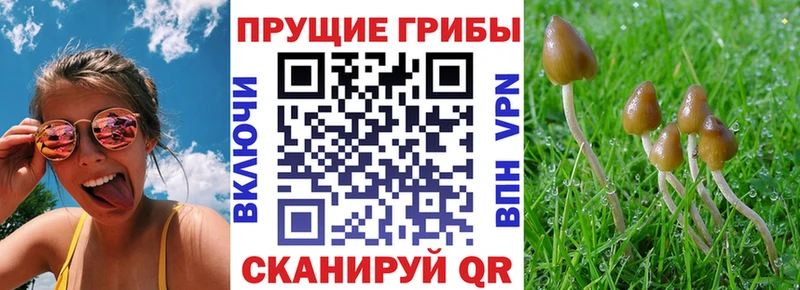 купить  цена  ссылка на мегу сайт  Галлюциногенные грибы прущие грибы  Луховицы 